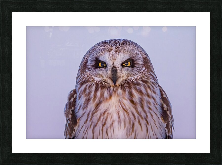 SEO Sunset Picture Frame print