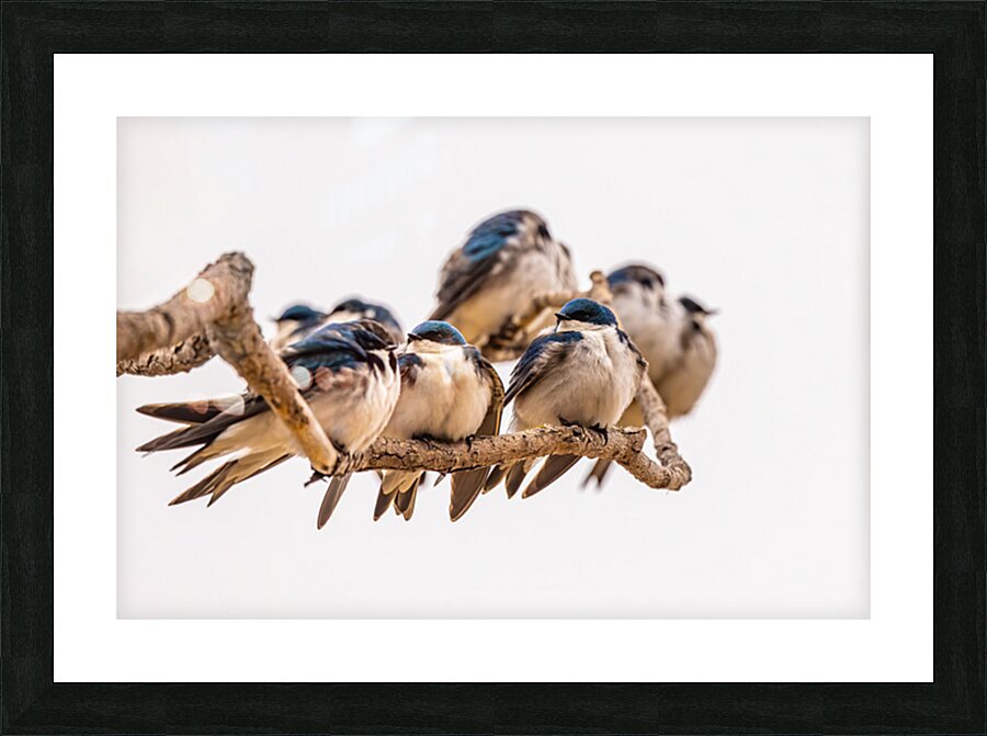 Gathering Picture Frame print