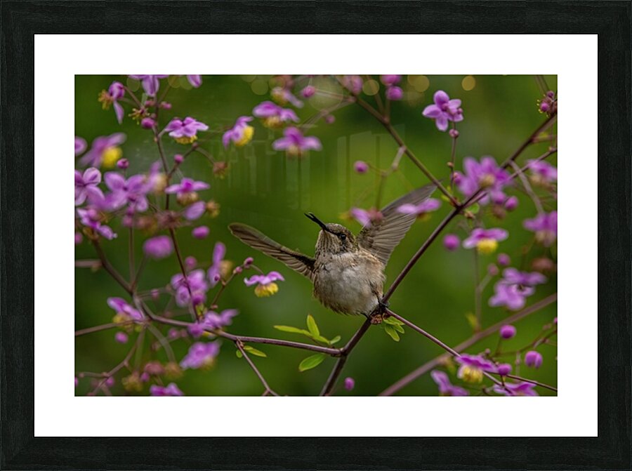 Hummingbird in Flower Frame Picture Frame print