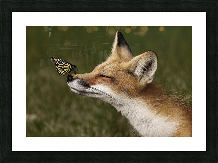 Red Fox with Butterfly Picture Frame print