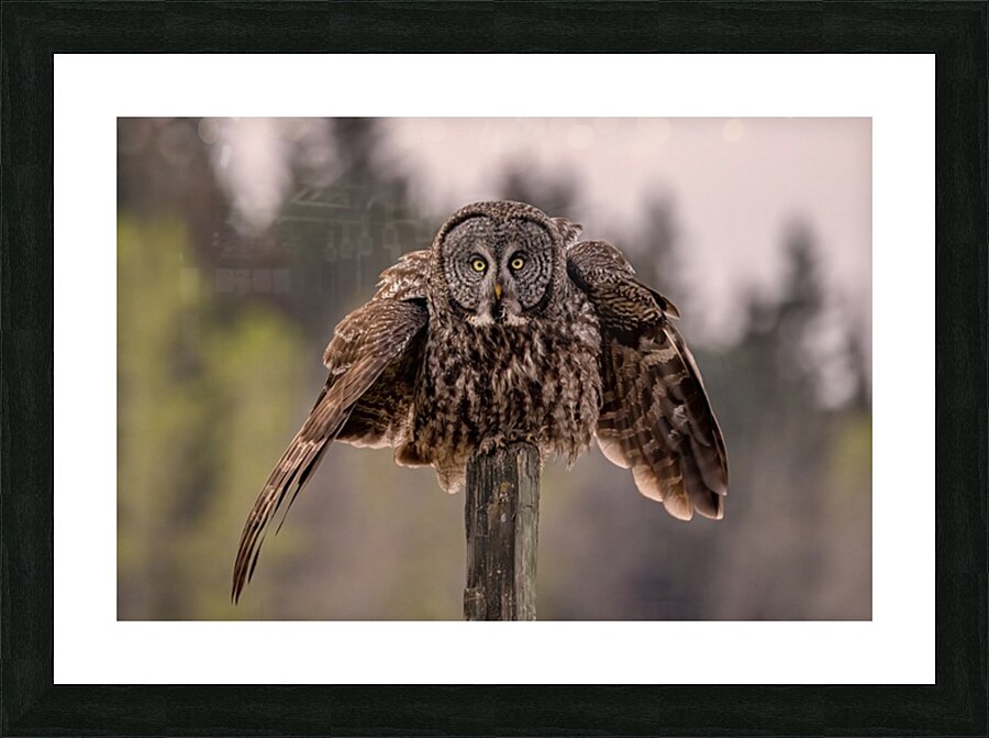 GGO 3 Picture Frame print