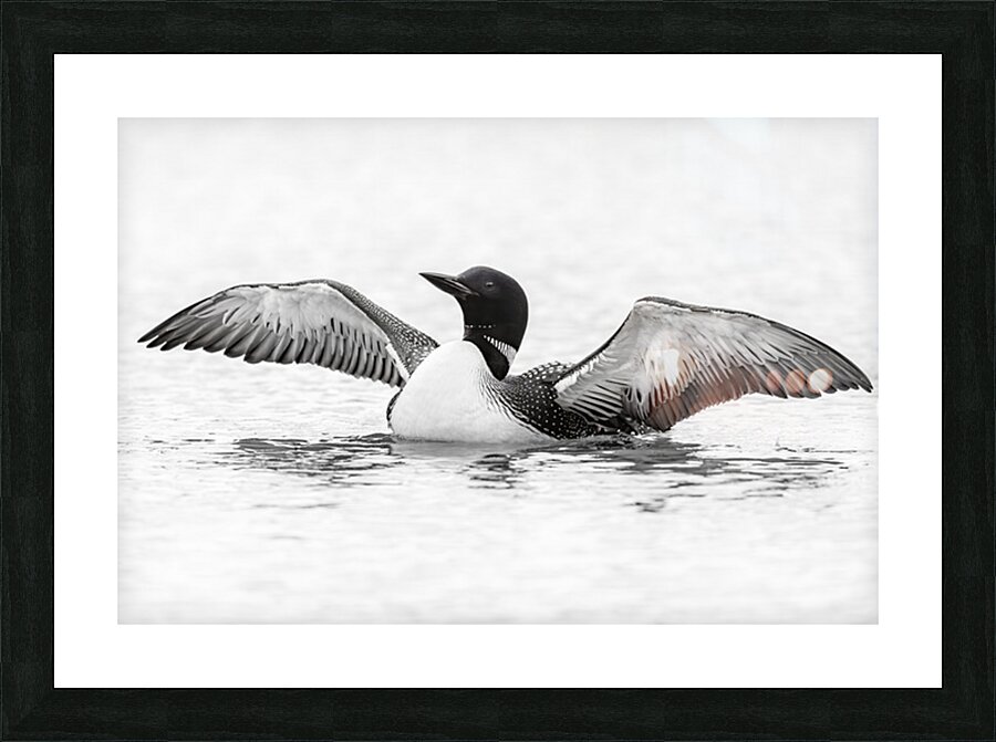 Loon BW Picture Frame print