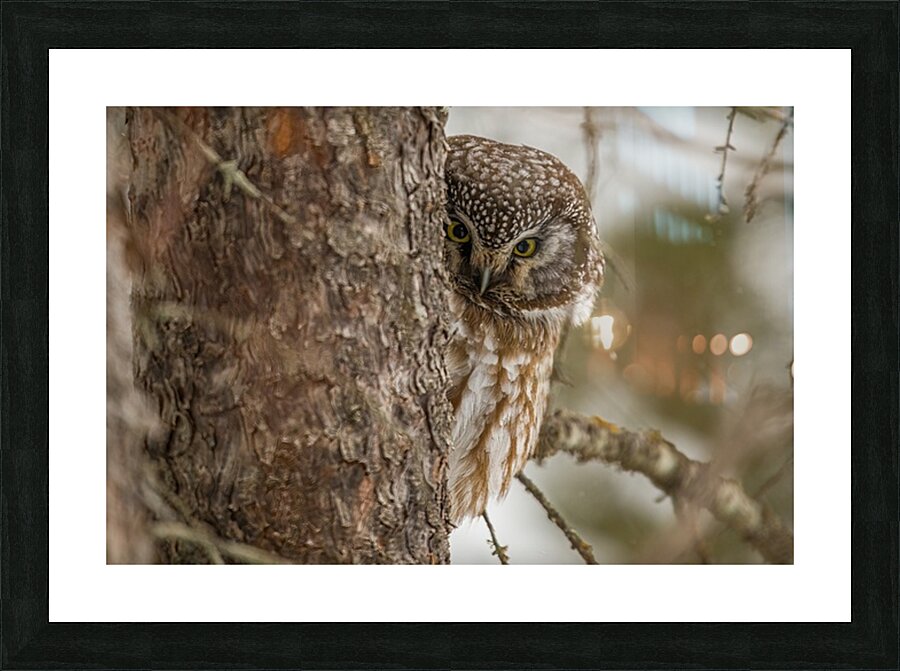 Boreal Owl Peekaboo Picture Frame print