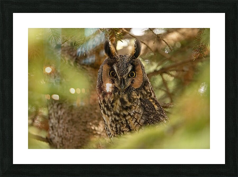 LEO Portrait Picture Frame print