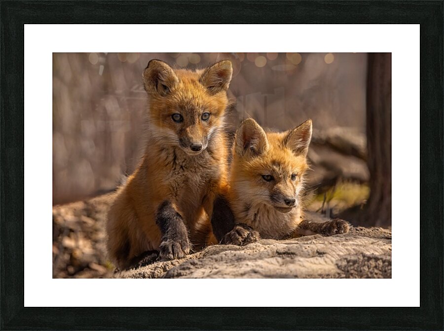 Red Fox Kits Picture Frame print