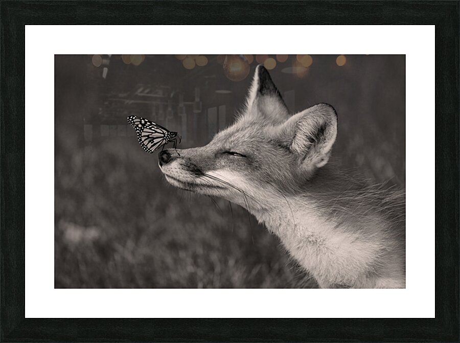 Red Fox with Butterfly BW Picture Frame print