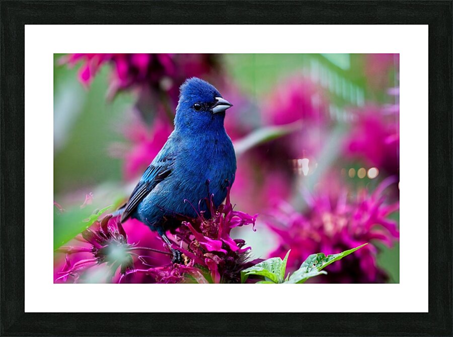 Indigo Bunting Picture Frame print