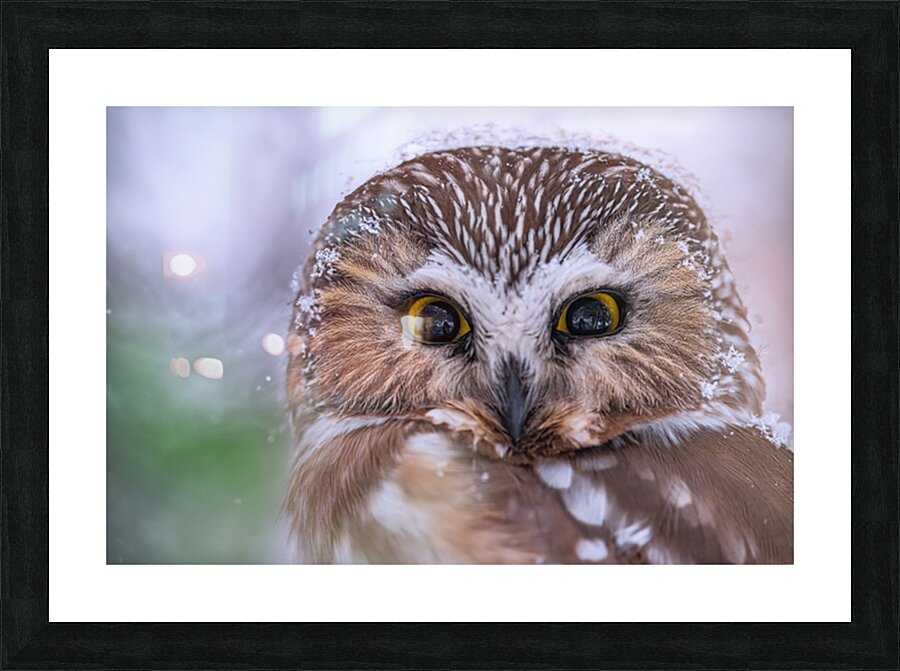 Saw Whet Owl Picture Frame print