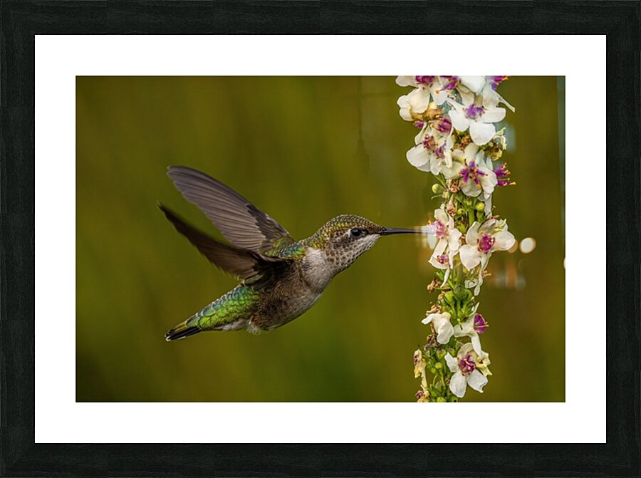 Hummingbird Picture Frame print