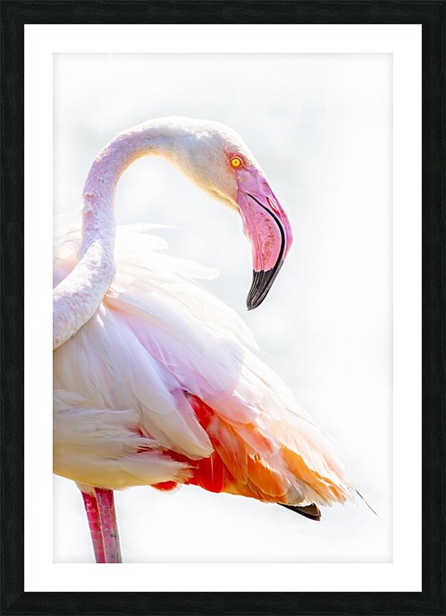 Wild Pink Flamingo Picture Frame print