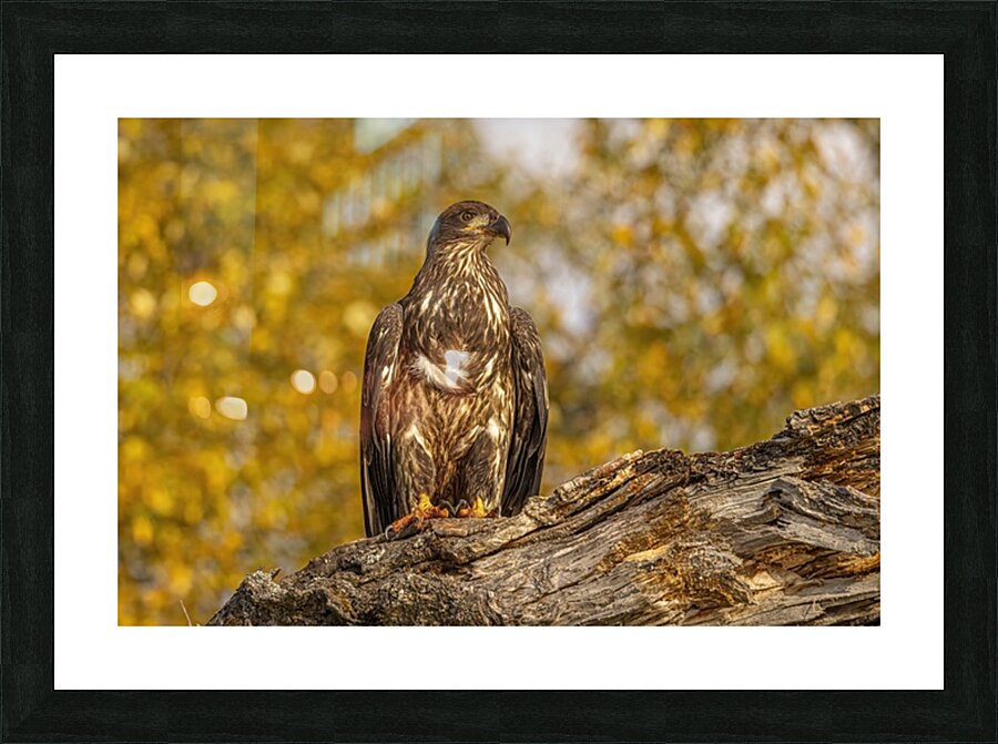 Bald Eagle Fall Time Picture Frame print