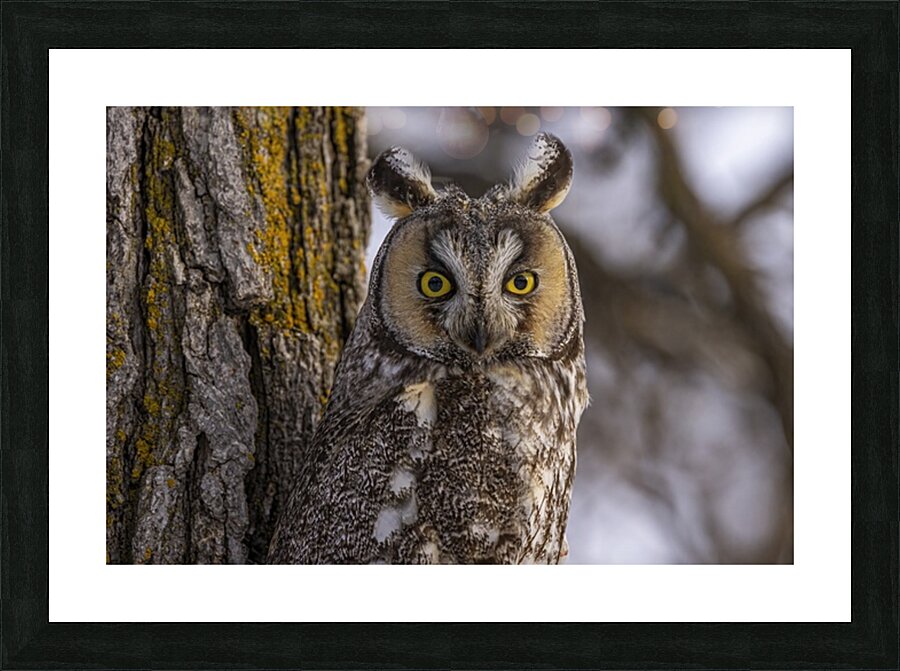 LEO Picture Frame print