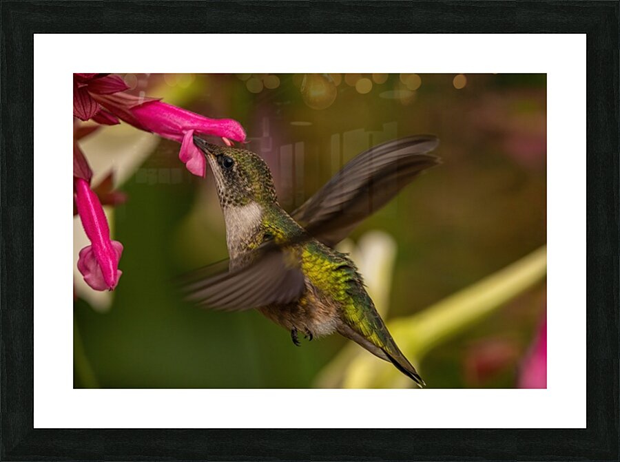Hummingbird 2 Picture Frame print