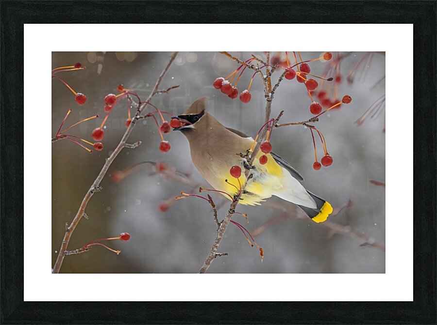 Waxwing Picture Frame print