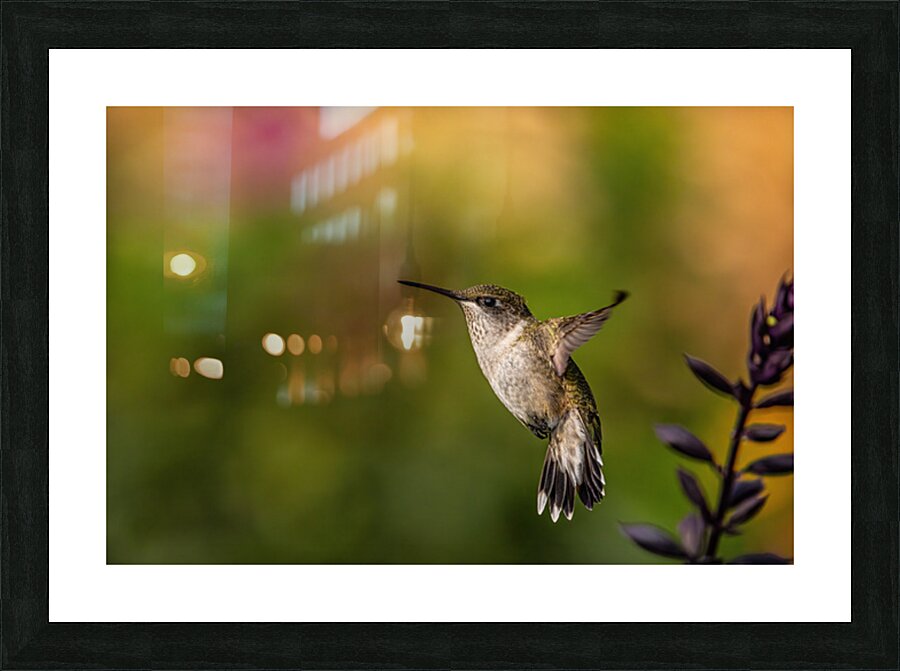 Hummingbird 3 Picture Frame print