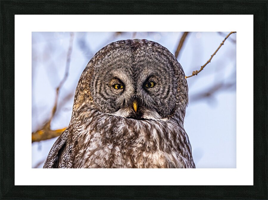 GGO 6 Picture Frame print