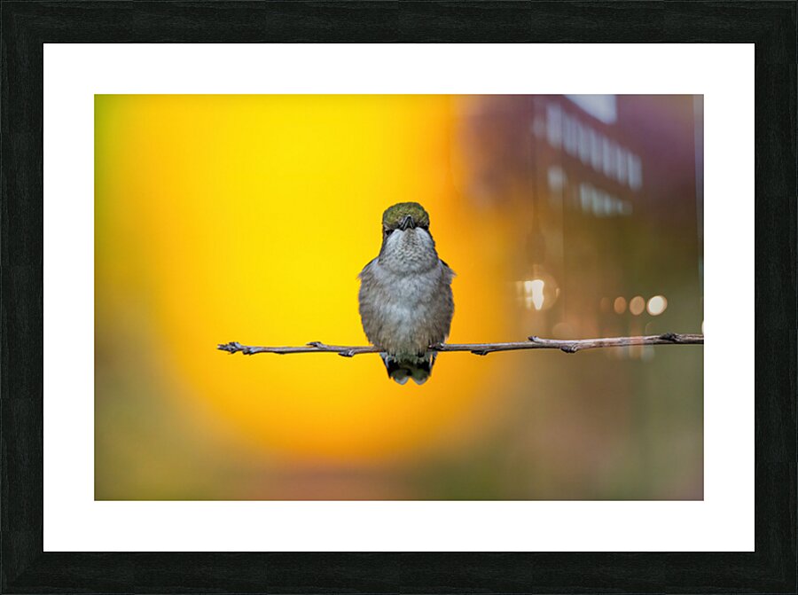 Hummingbird 4 Picture Frame print
