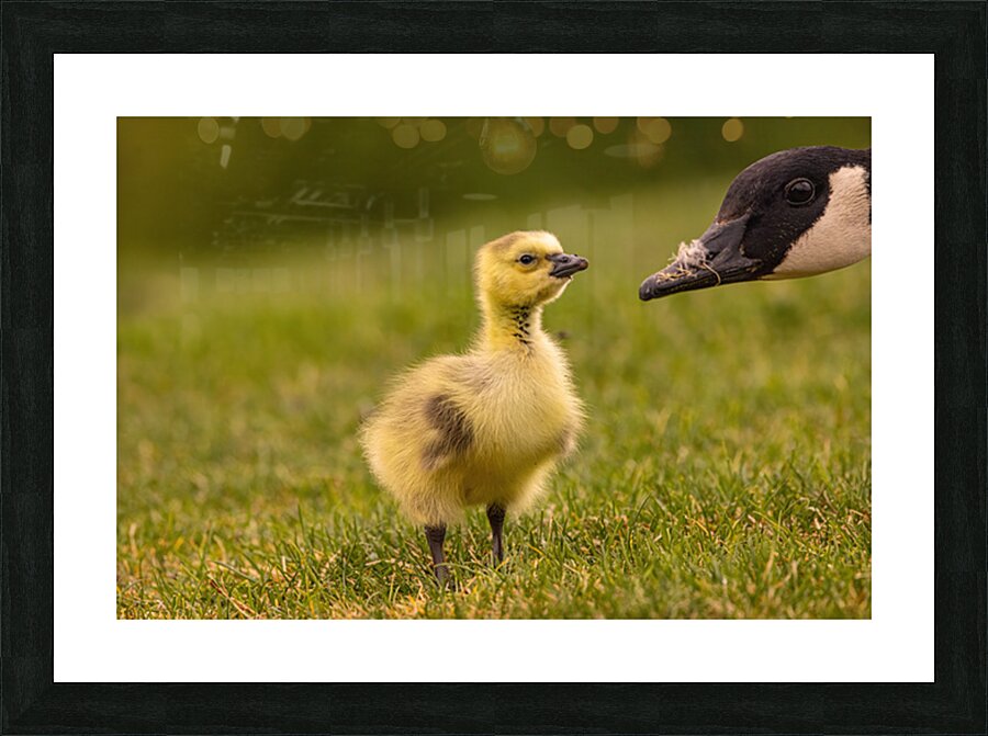 Gosling Story Picture Frame print