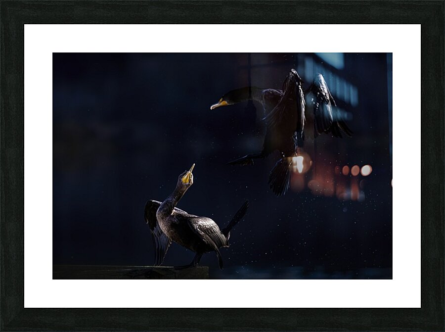 Double Cormorant Picture Frame print
