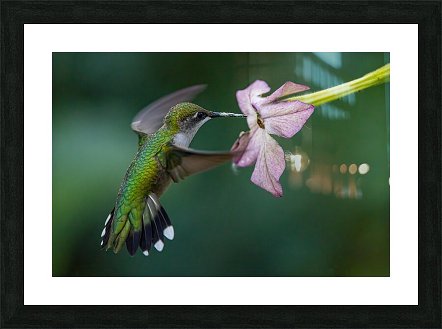 Hummingbird 5 Picture Frame print