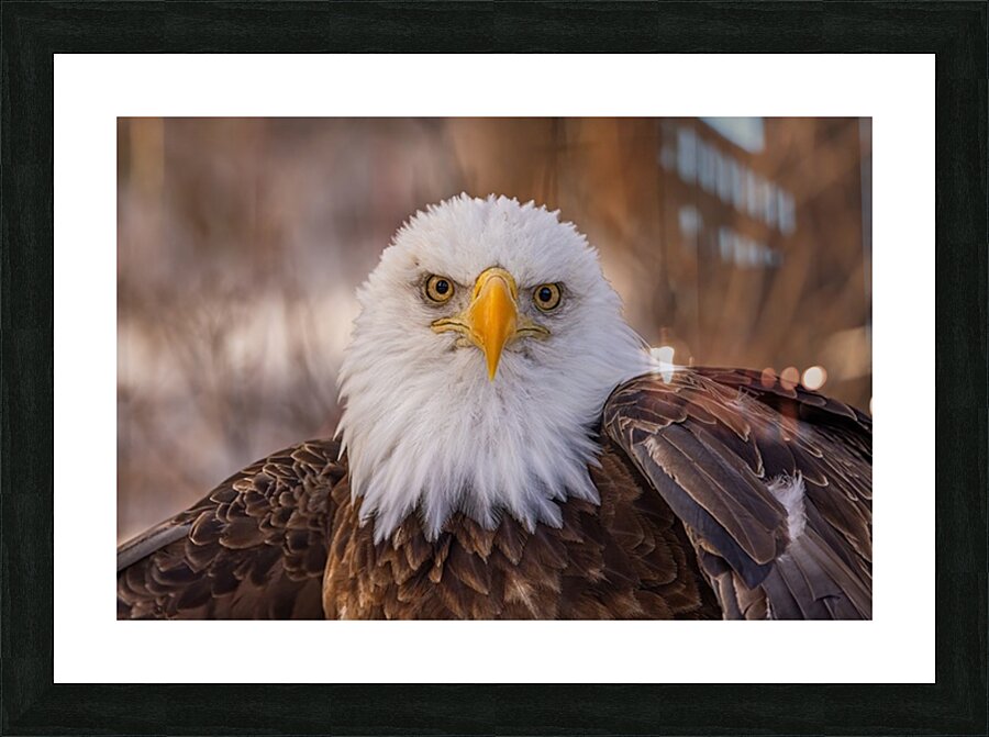 Bald Eagle Portrait Picture Frame print