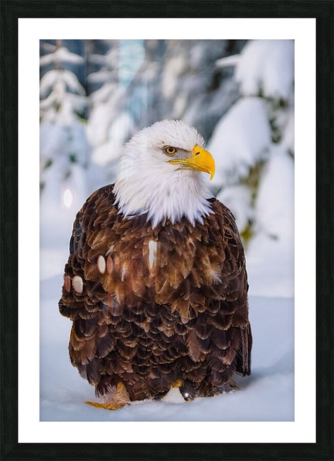 Bald Eagle Winter Picture Frame print