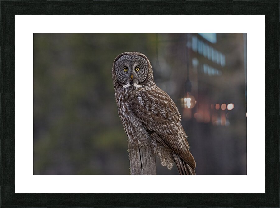 GGO 7 Picture Frame print