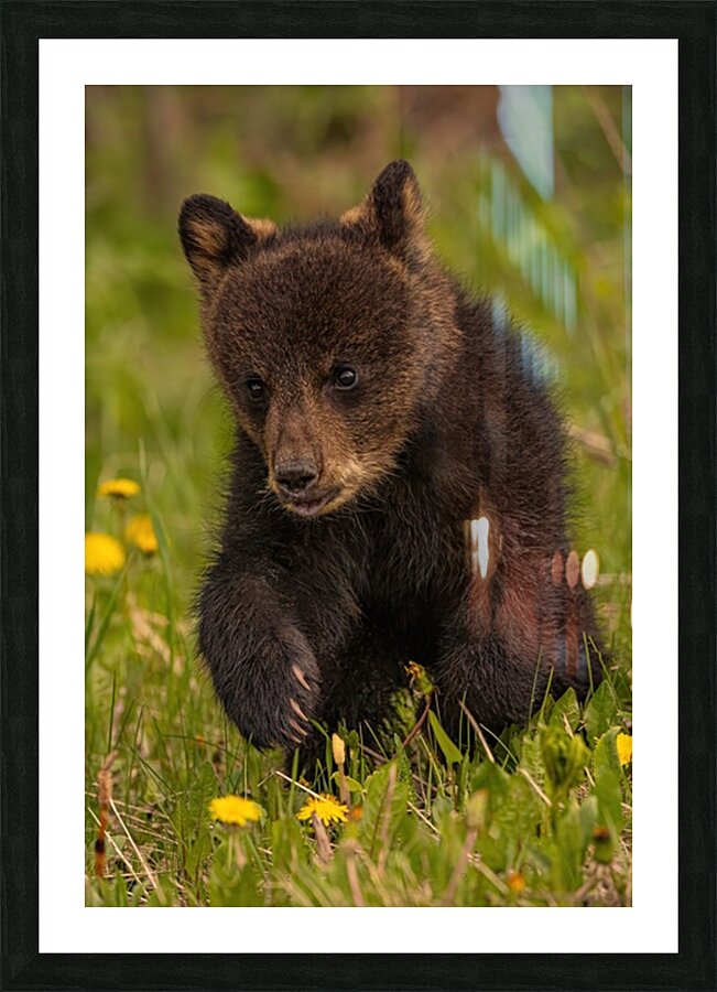 Black Bear Cub Picture Frame print