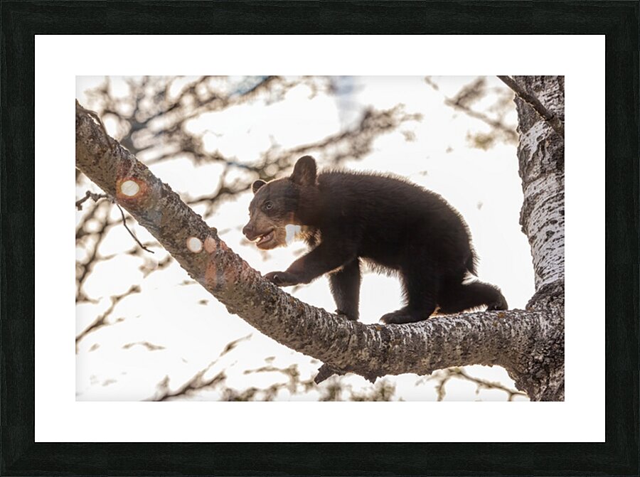 Black Bear Cub 2 Picture Frame print