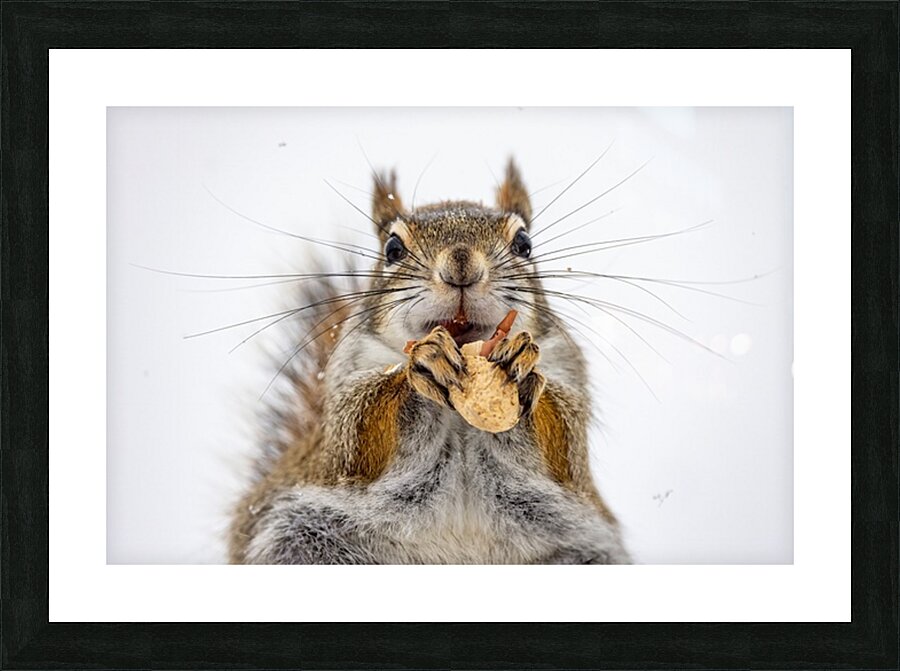 Red Squirrel Picture Frame print