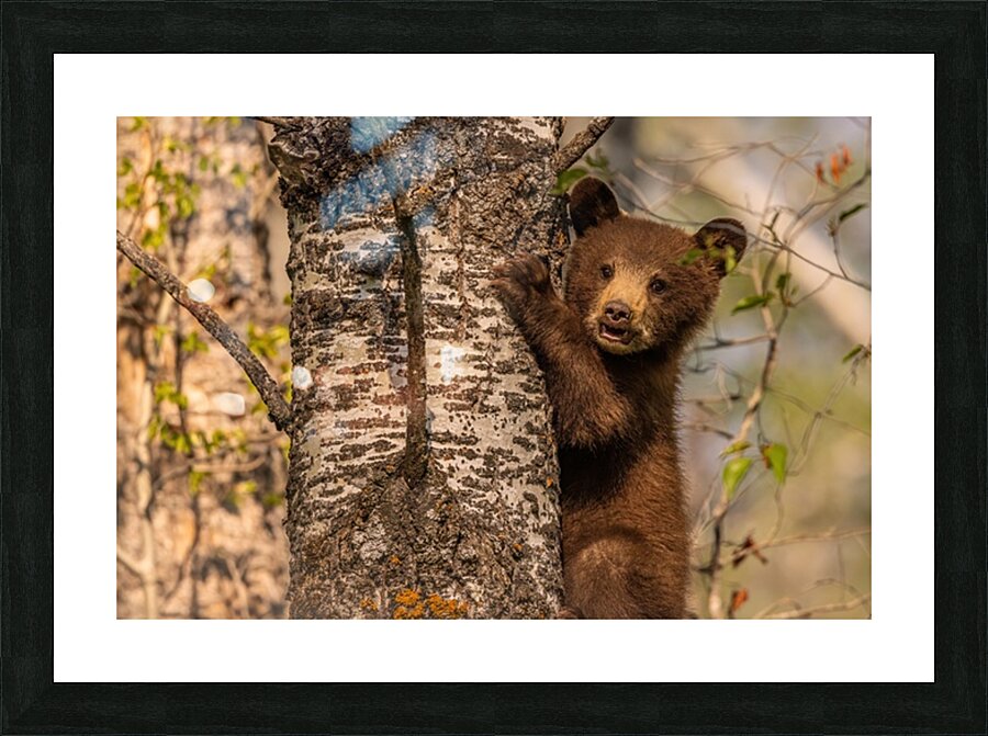 Black Bear Cub 3 Picture Frame print