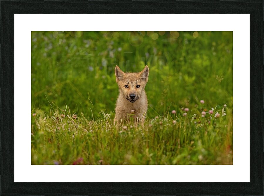 Wolf Pup Picture Frame print