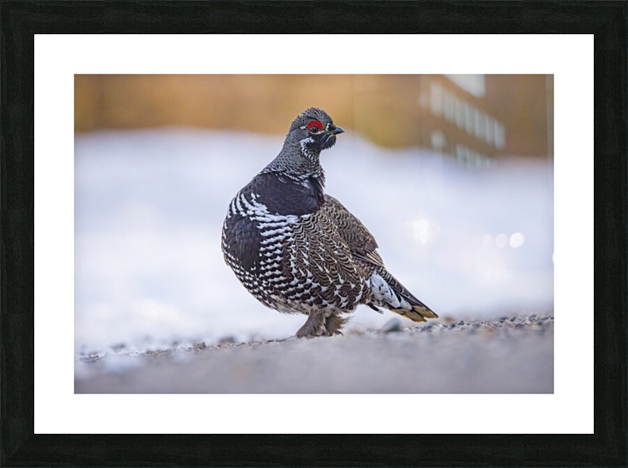 Spruce Grouse Picture Frame print