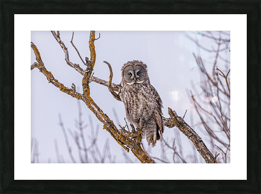 GGO 14 Picture Frame print