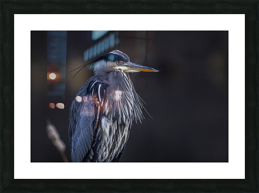 Blue Heron Picture Frame print