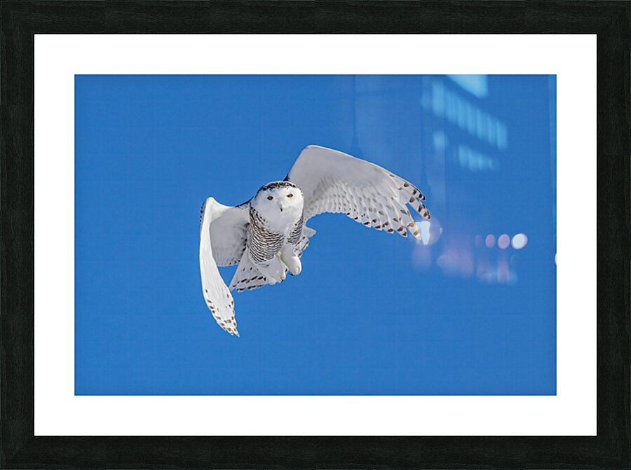 Snowy Owl Picture Frame print