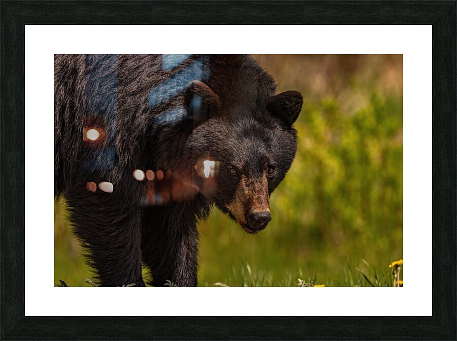 Black Bear Picture Frame print