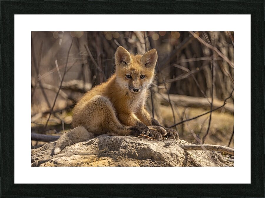 Cute Fox Kit Picture Frame print