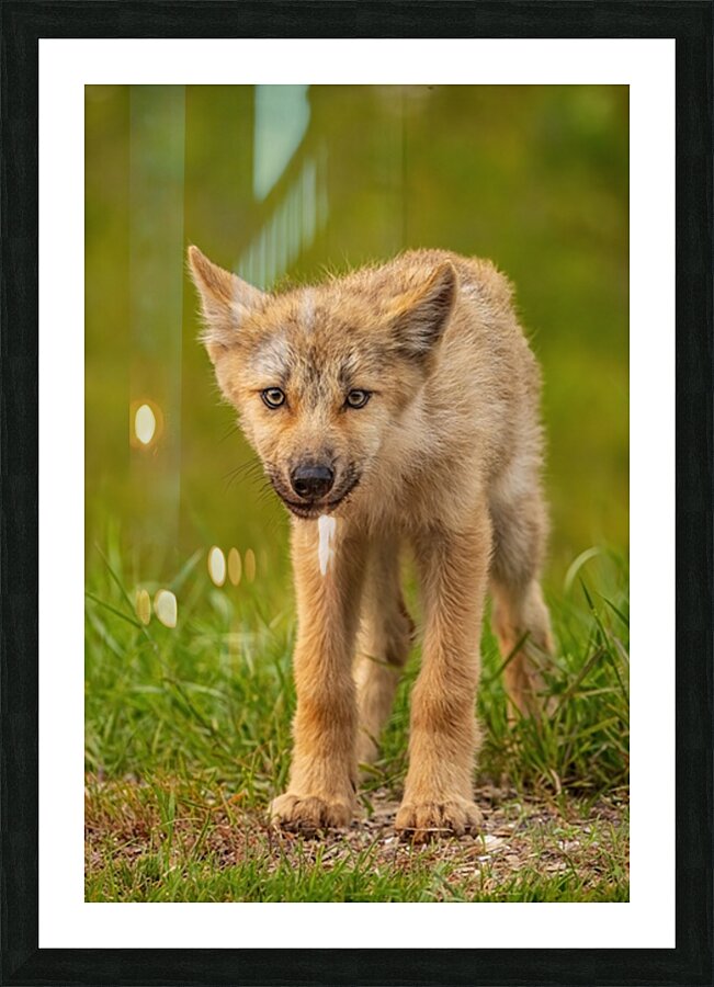 Wolf Pup 2 Picture Frame print