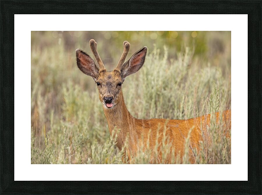 Buck 2 Picture Frame print