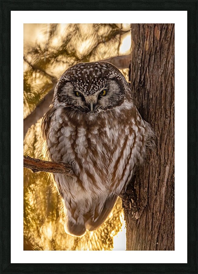 Boreal Owl Picture Frame print