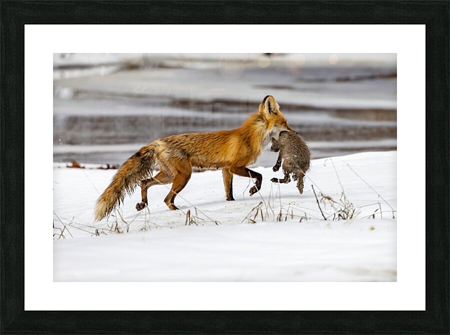 Baby Fox Story Picture Frame print