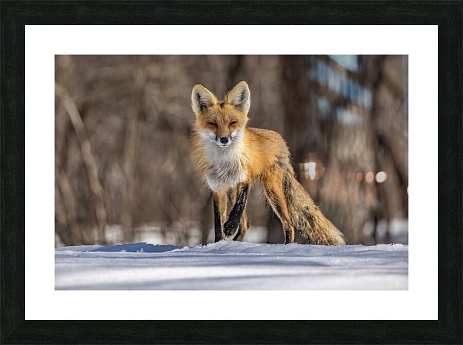 Red Fox Mother Picture Frame print