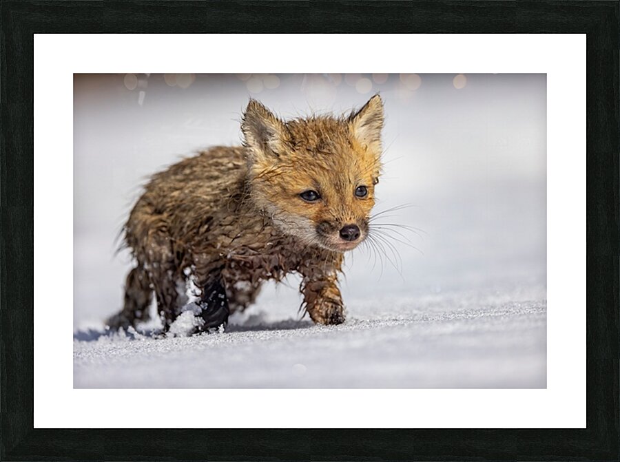 Braveheart Picture Frame print