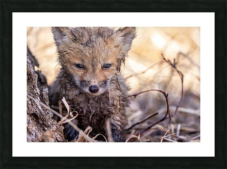 Braveheart 2 Picture Frame print