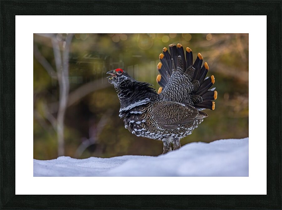 Spruce Grouse 2 Picture Frame print