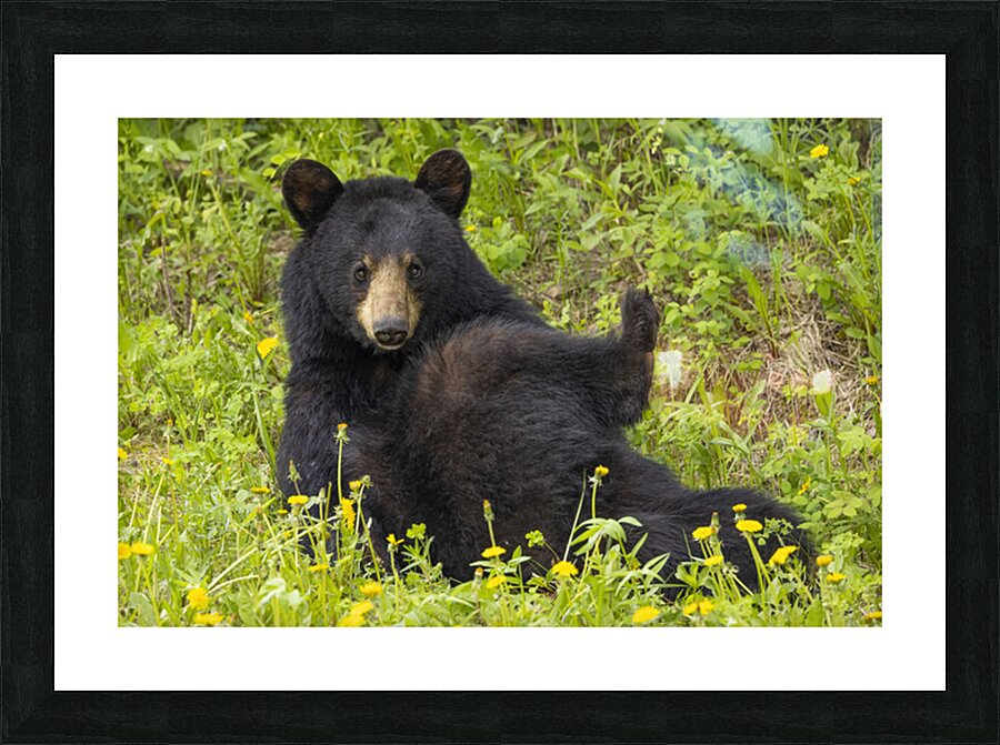 Black Bear Relax  Picture Frame print