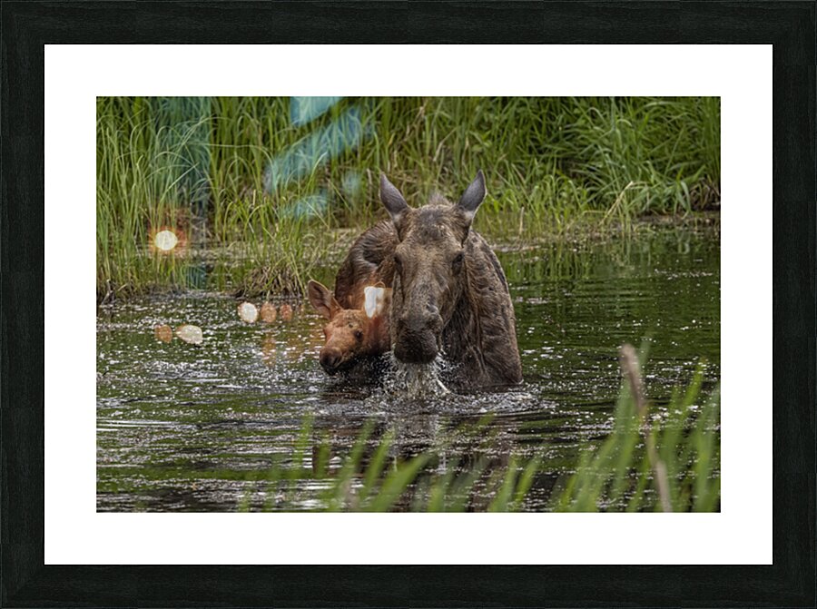 Moose Calf and Mom Picture Frame print