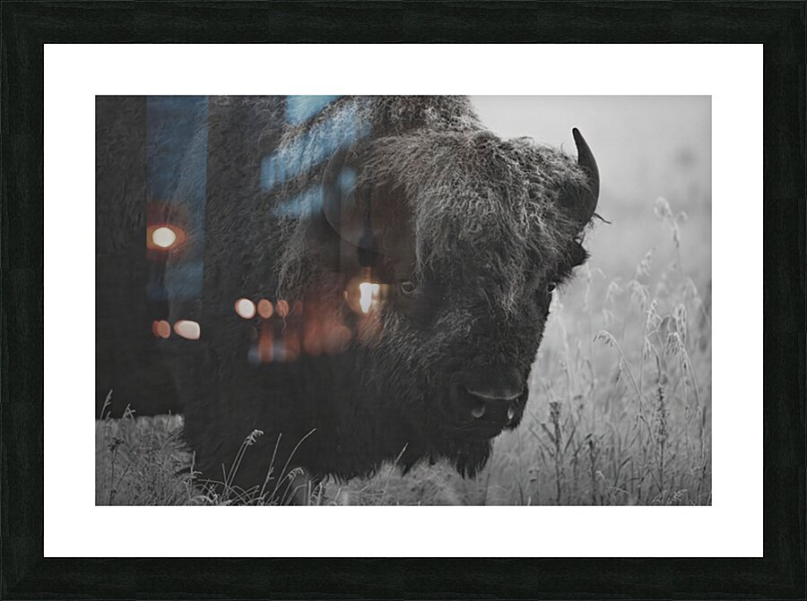 Bison BW Picture Frame print