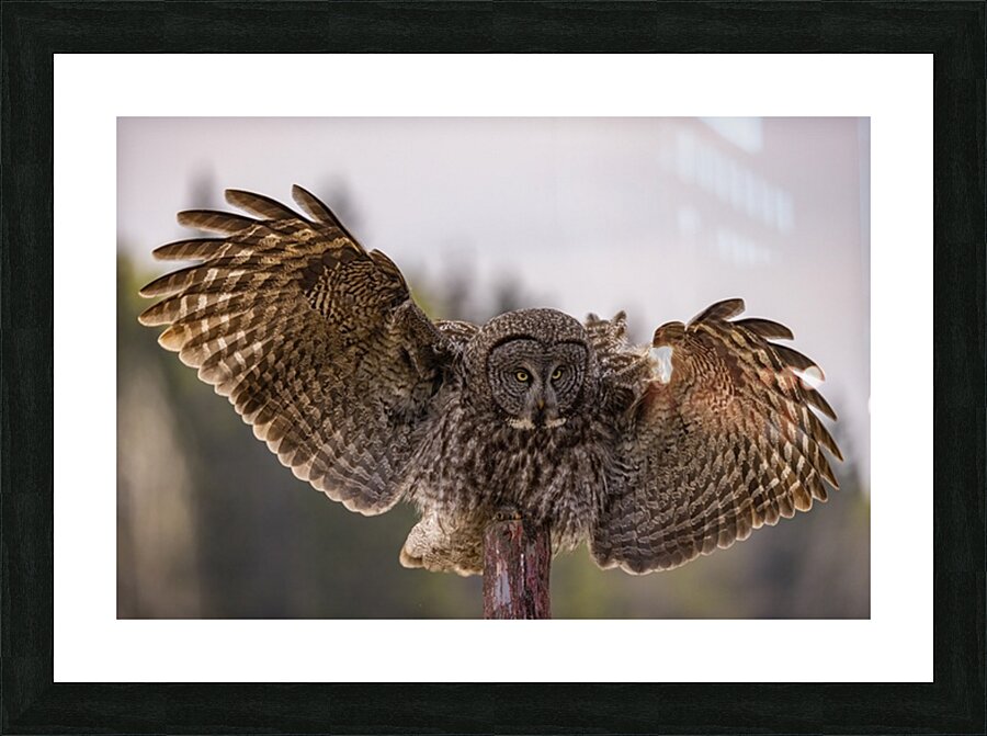 GGO 18 Picture Frame print